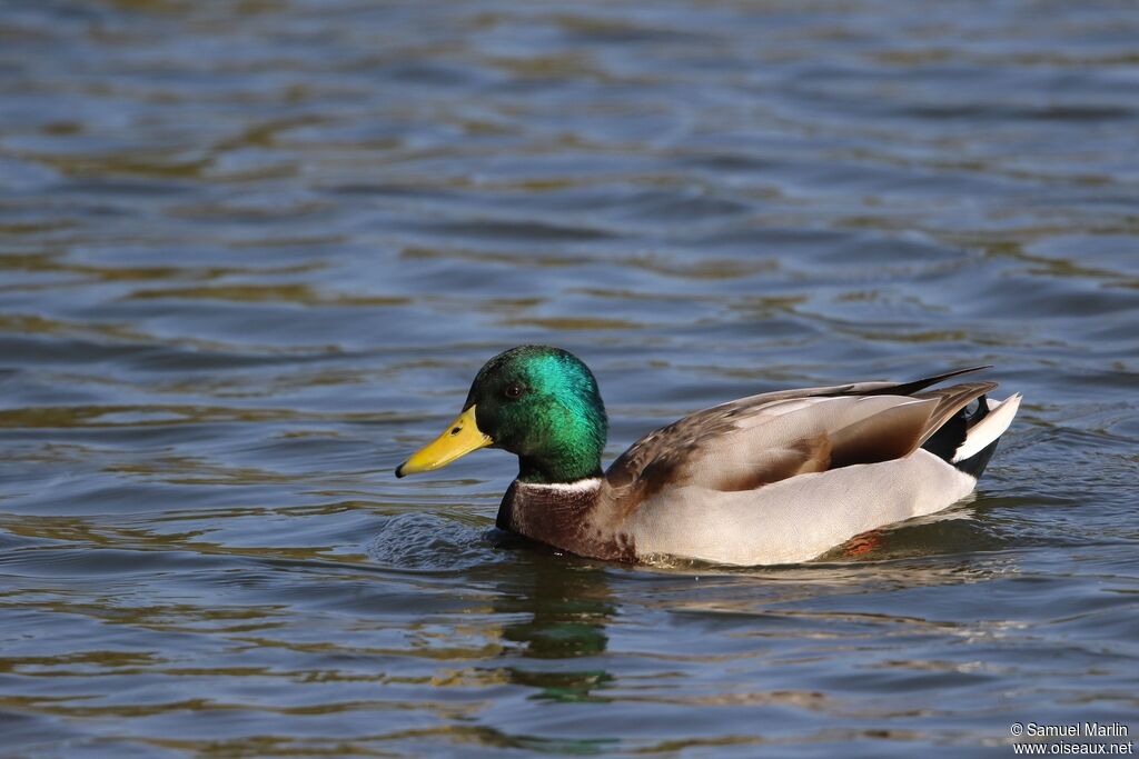 Canard colvert mâle adulte