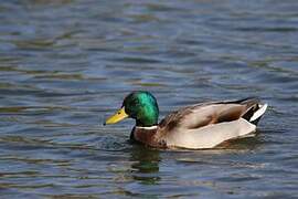 Canard colvert