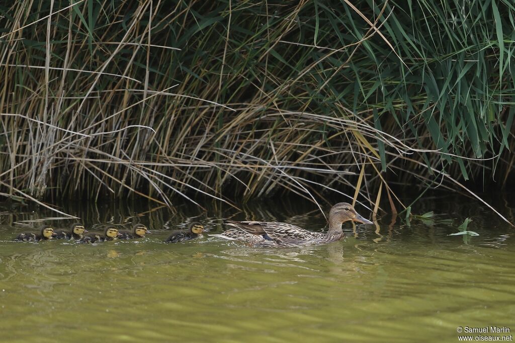 Canard colvert