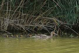 Canard colvert