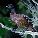 Canard de Hartlaub