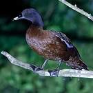 Canard de Hartlaub