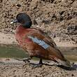 Canard de Hartlaub