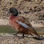 Canard de Hartlaub