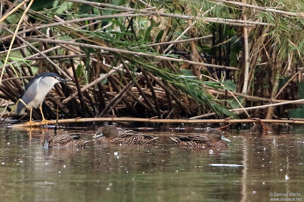 Meller's Duck female adult, swimming