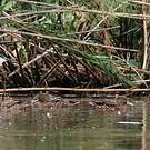 Canard de Meller