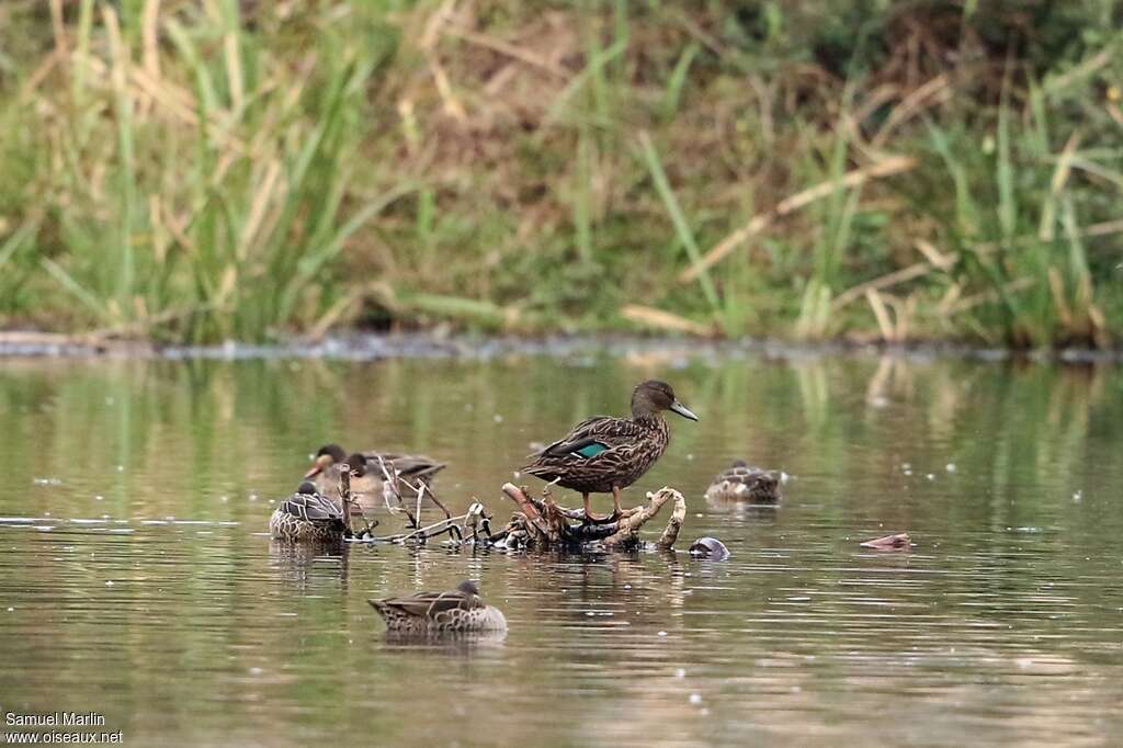 Canard de Meller mâle adulte, identification, pigmentation