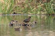 Canard de Meller