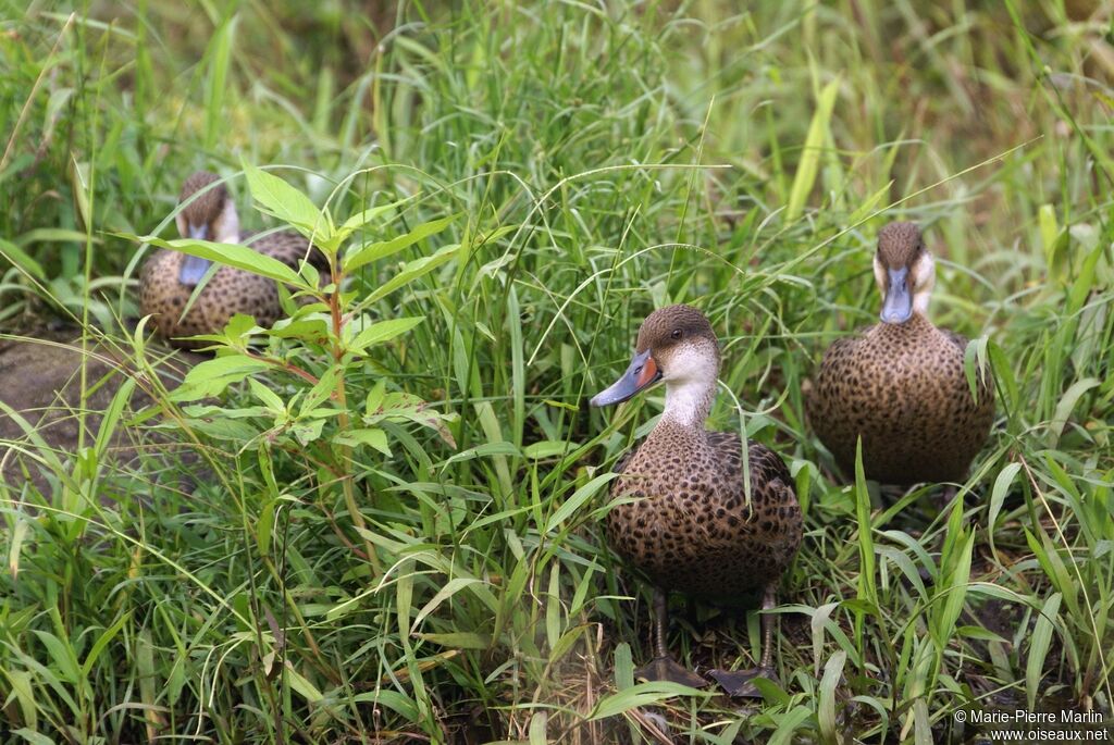 Canard des Bahamasadulte