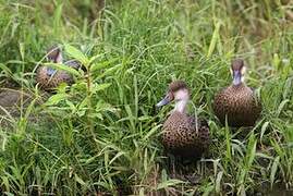 White-cheeked Pintail