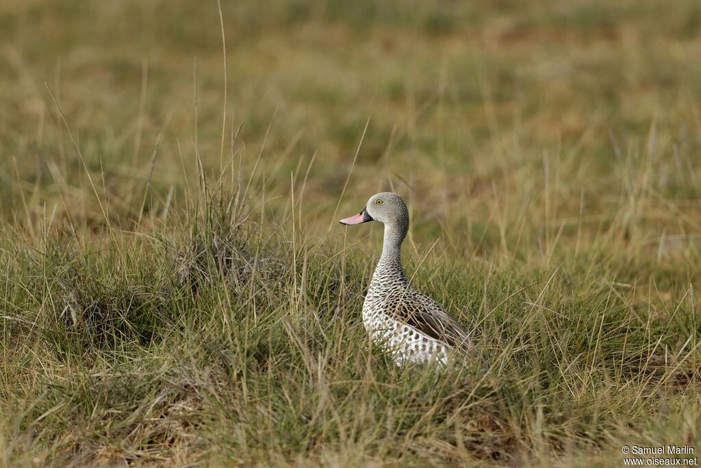 Canard du Capadulte