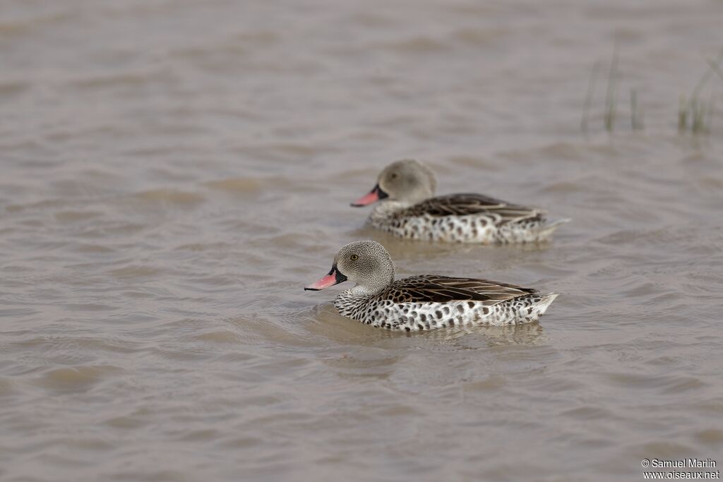 Canard du Capadulte