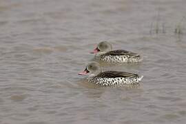 Cape Teal