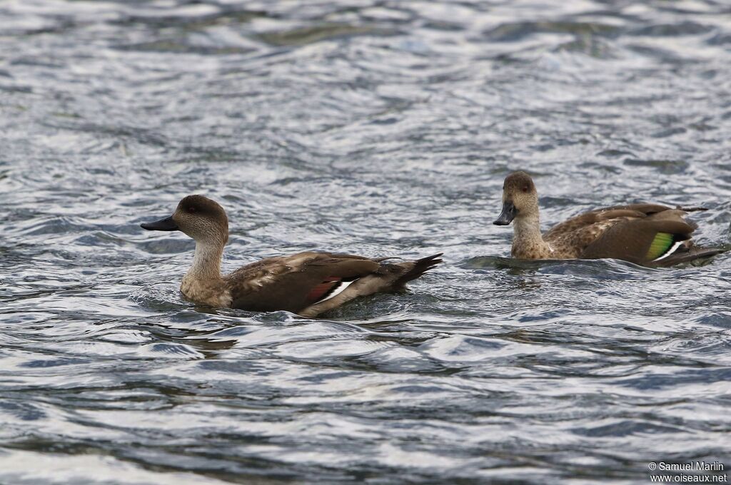 Canard huppéadulte