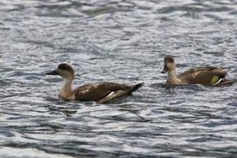 Canard huppé