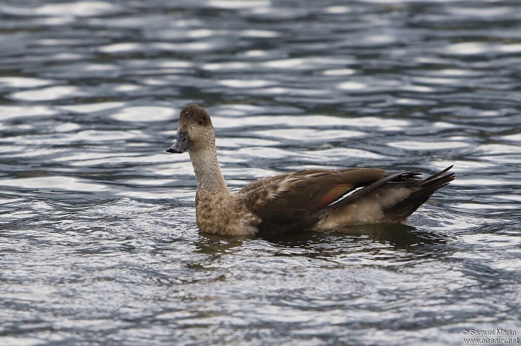 Canard huppéadulte