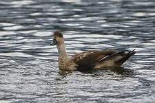 Canard huppé