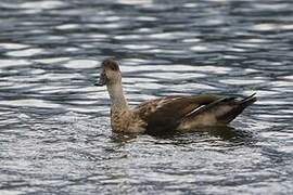 Crested Duck