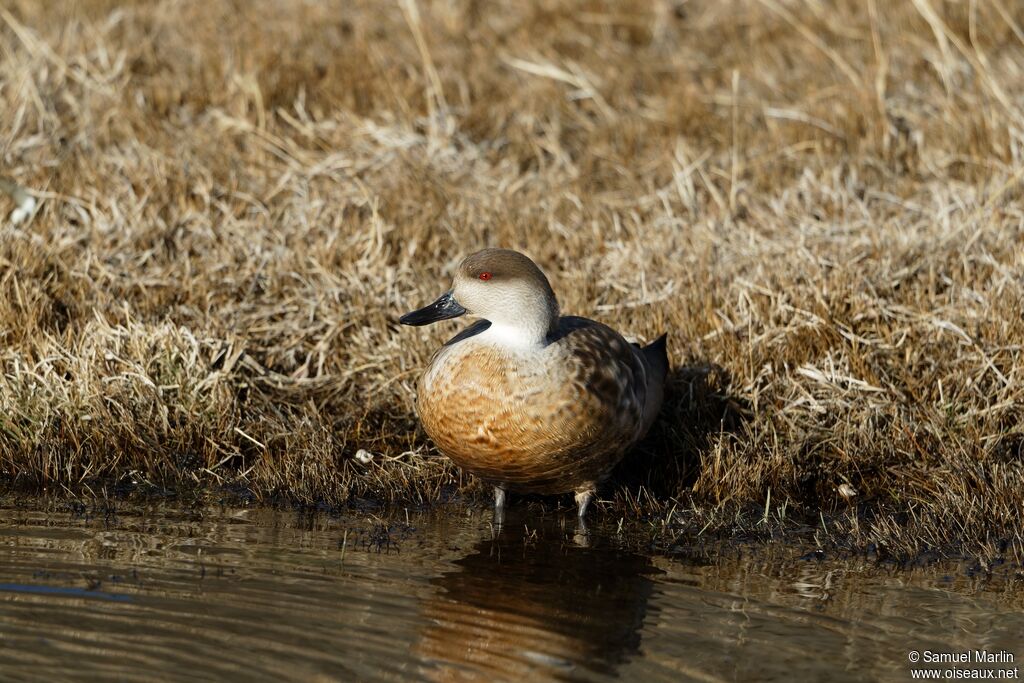 Canard huppéadulte