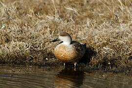 Canard huppé