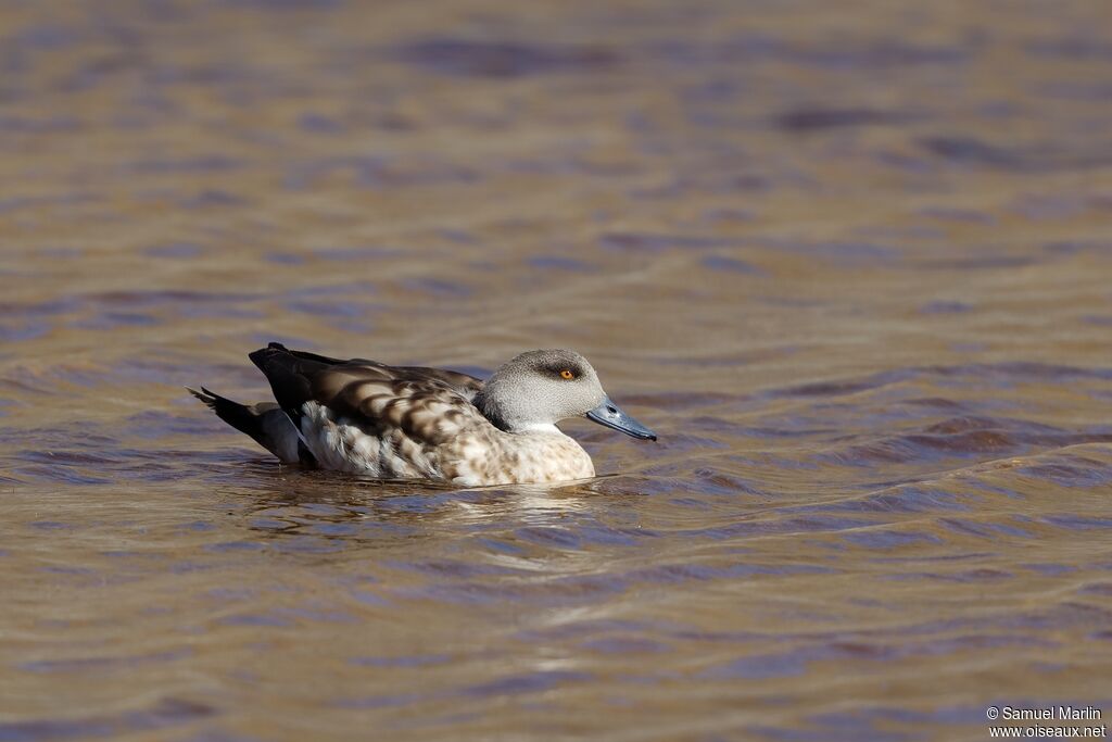 Crested Duckadult