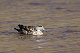 Crested Duck