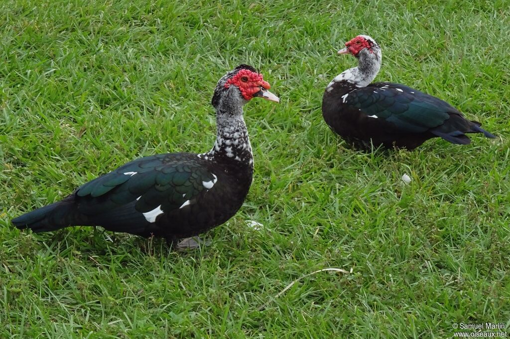 Muscovy Duckadult