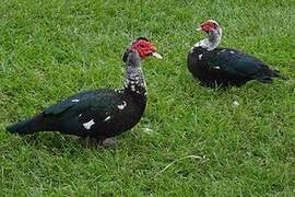 Muscovy Duck