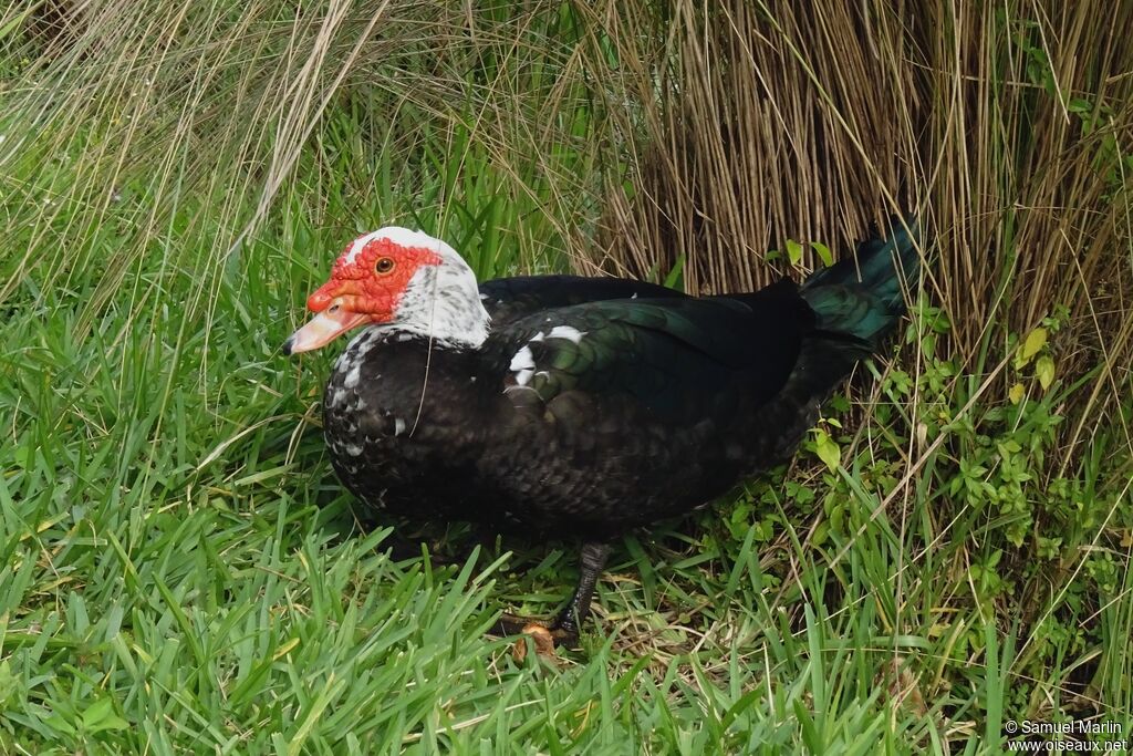 Canard musquéadulte