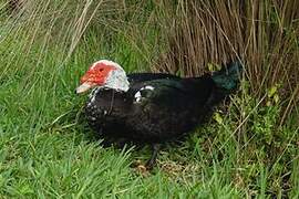 Muscovy Duck