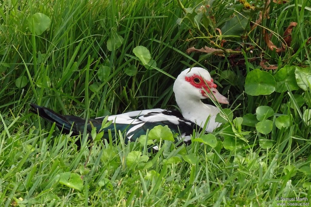 Canard musquéadulte