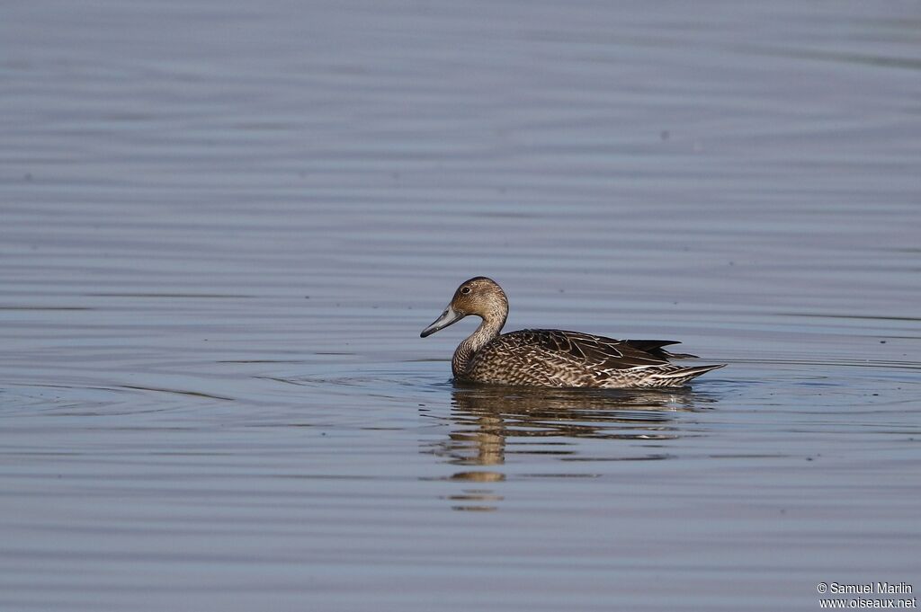 Canard pilet femelle adulte