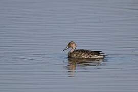 Northern Pintail