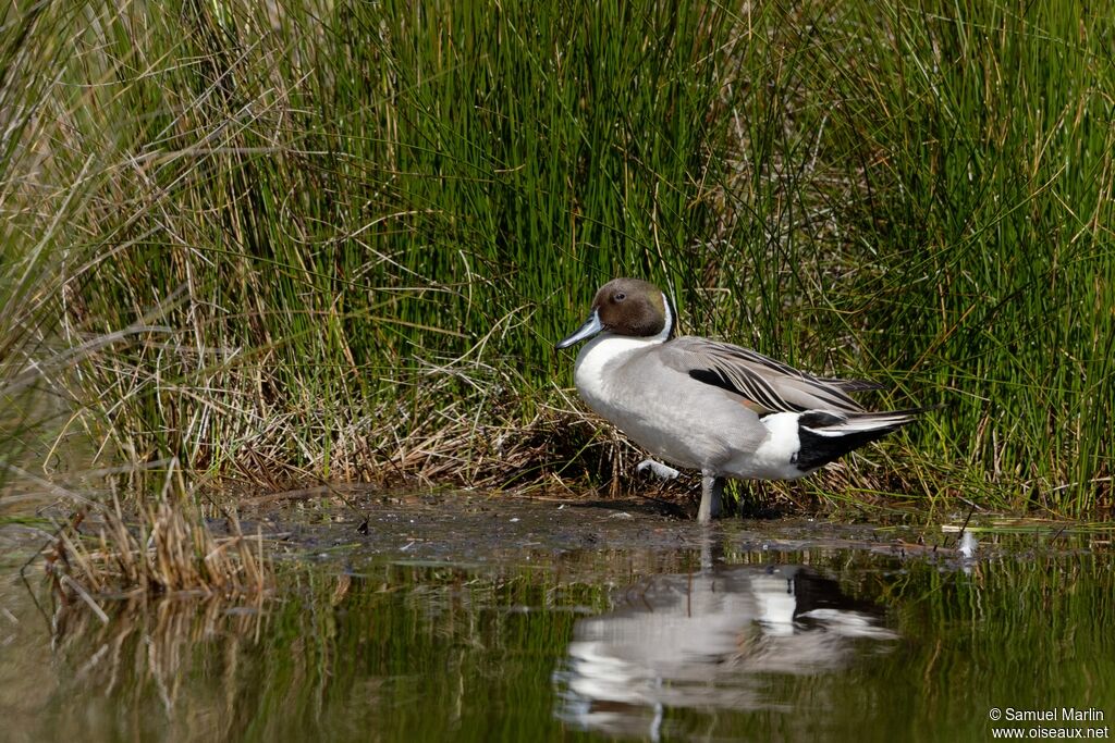 Canard pilet mâle adulte