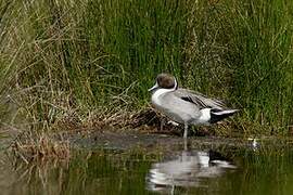 Northern Pintail