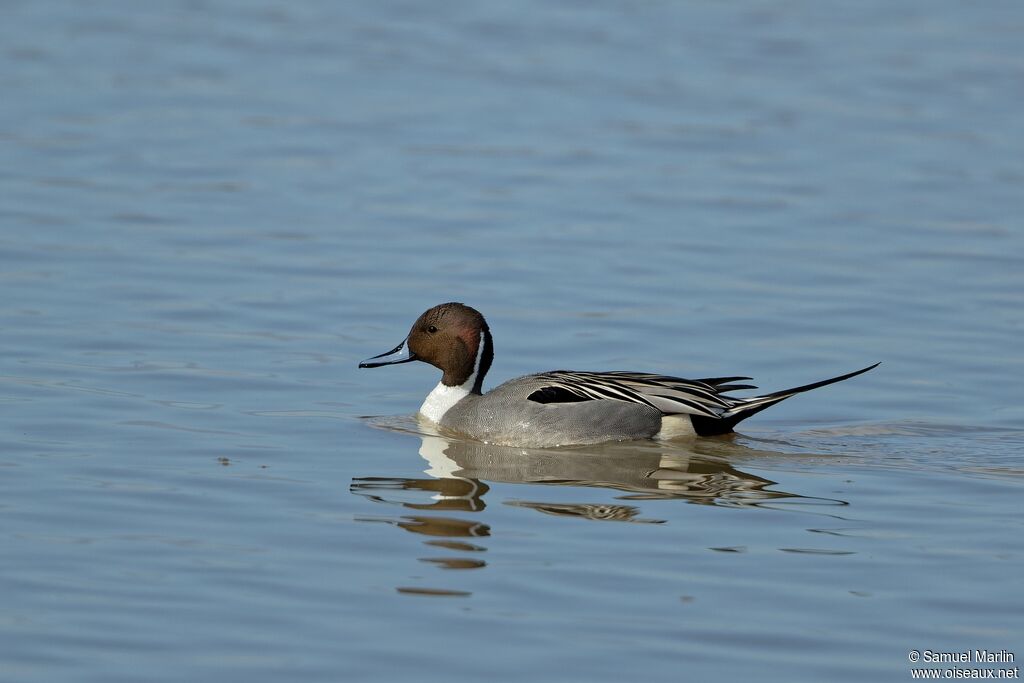 Canard pilet mâle adulte