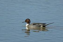 Northern Pintail