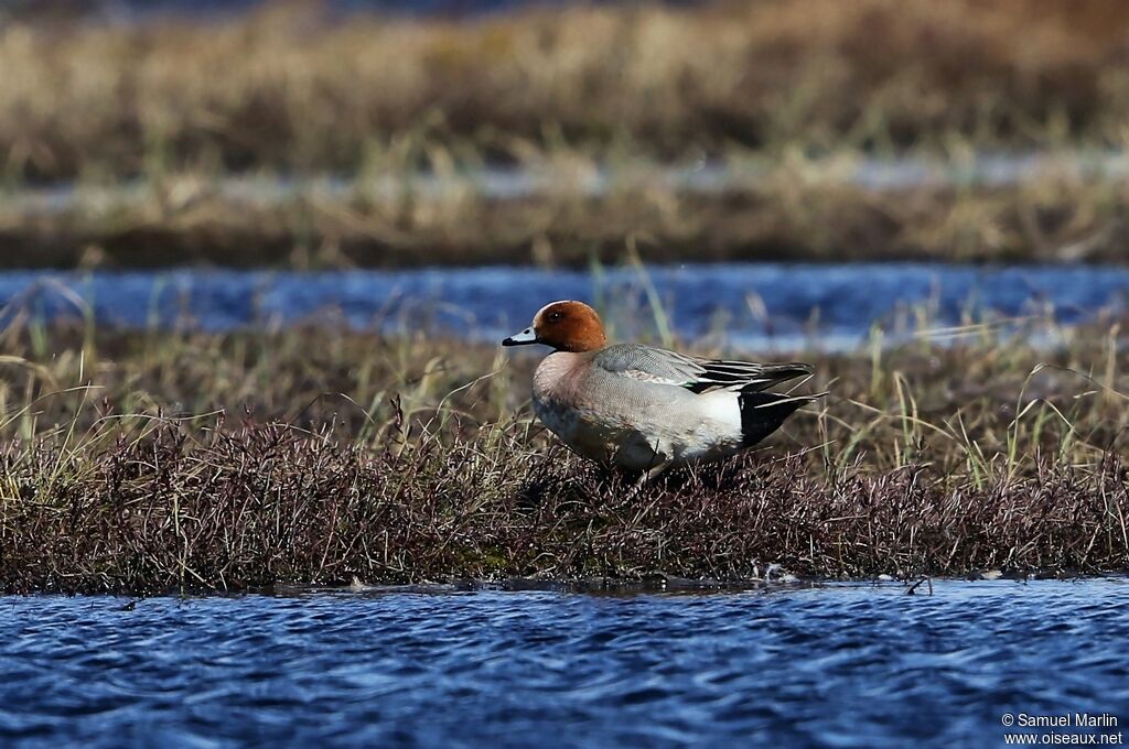 Canard siffleur mâle adulte