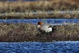 Eurasian Wigeon