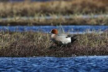 Canard siffleur