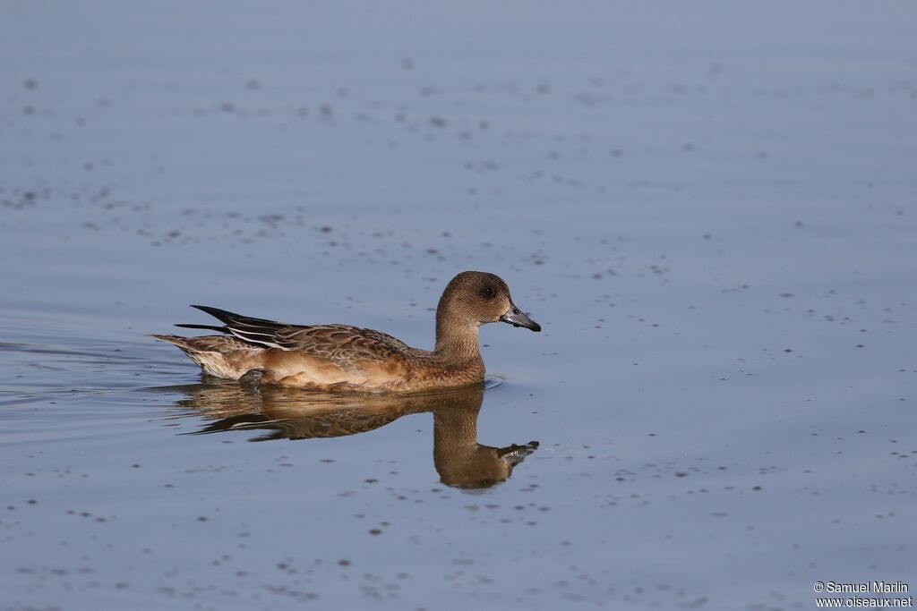 Canard siffleur femelle adulte