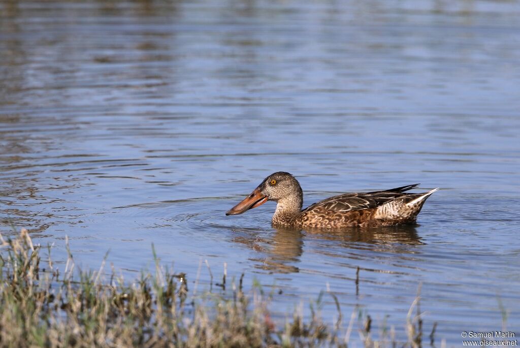 Northern Shoveler female adult