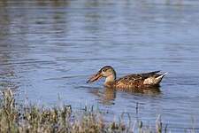 Canard souchet