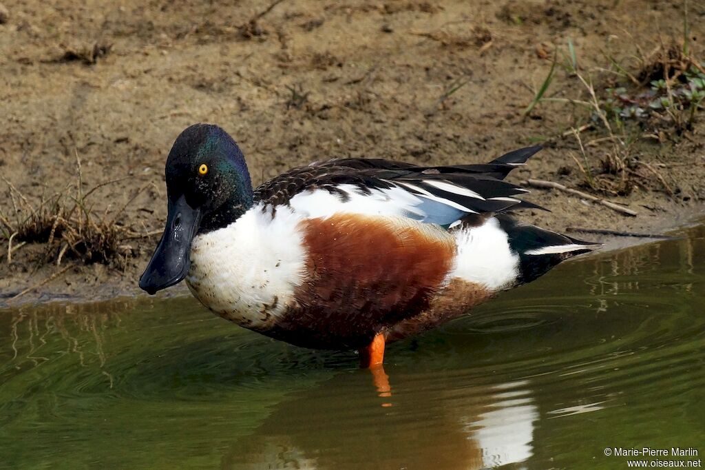 Canard souchet mâle adulte