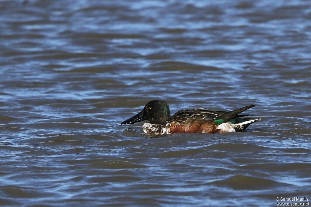 Canard souchet mâle adulte