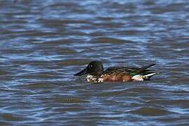 Northern Shoveler