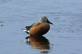 Red Shoveler