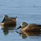 Canard spatule