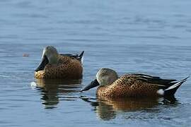 Red Shoveler