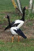 Magpie Goose